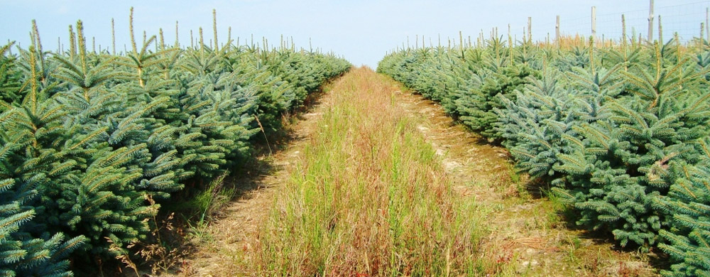 питомник голубая ель picea pungens декоративные деревья